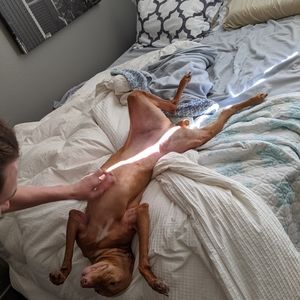 Meet your Posher, Gerrit